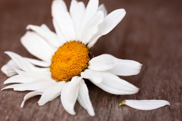 a flower