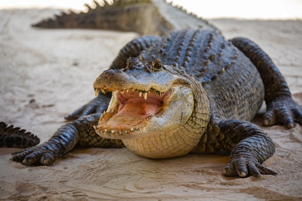 Alligator
