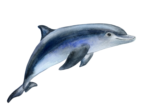 Dolphin