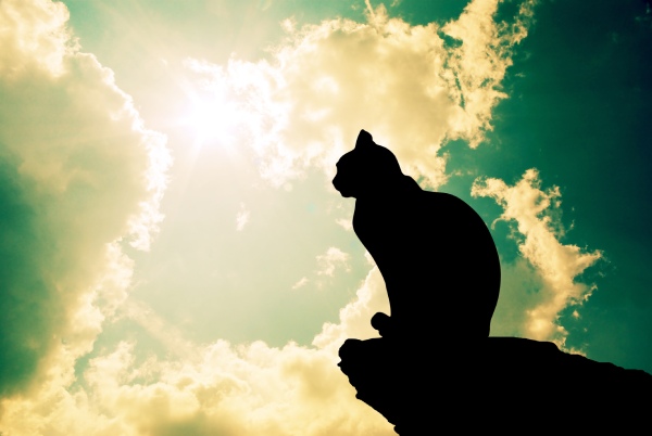 cat