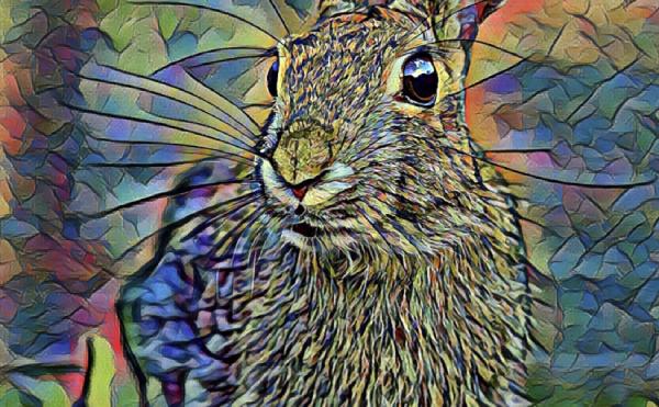 rabbit