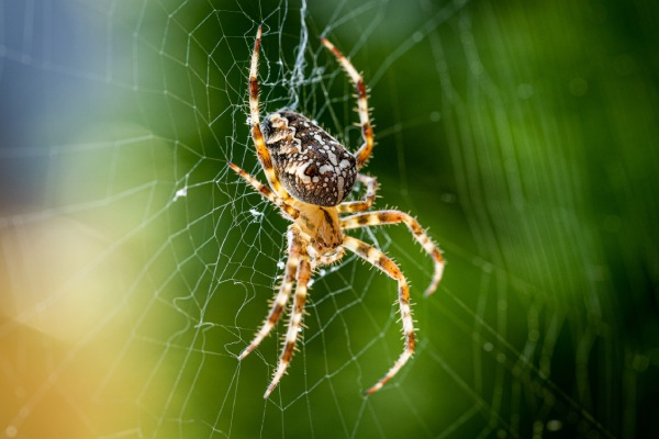 Spider