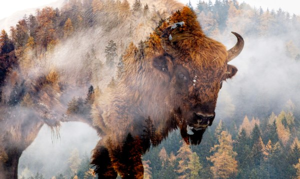 the bull