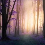mistic forest