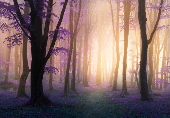 mistic forest