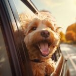 why pet daycare means the world to your furry friends happiness